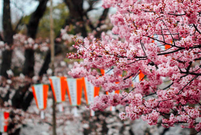 参加一次樱花祭,做一次地道日本人